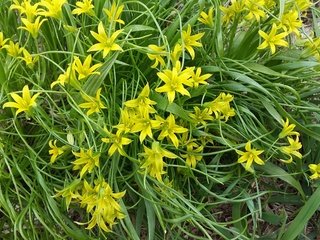 Обои цветы, трава, весна, ветер, первоцветы, гусиный лук, gagea, flowers, grass, spring, the wind, primroses, goose onions разрешение 3264x1836 Загрузить