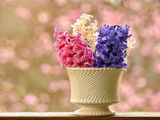 Обои цветы, ваза, боке, гиацинты, flowers, vase, bokeh, hyacinths разрешение 3000x1999 Загрузить