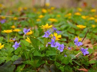 Обои цветы, весна, желтые, полевые цветы, фиолетовые, flowers, spring, yellow, wildflowers, purple разрешение 3004x1894 Загрузить