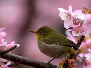 Обои цветы, белоглазка, ветка, птица, клюв, весна, перья, вишня, сакура, flowers, white-eyed, branch, bird, beak, spring, feathers, cherry, sakura разрешение 2048x1365 Загрузить