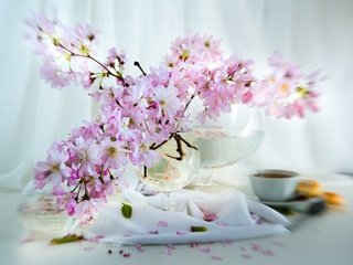 Обои цветы, натюрморт, ветки, лепестки, сакура, чашка, ваза, чай, салфетка, flowers, still life, branches, petals, sakura, cup, vase, tea, napkin разрешение 2048x1442 Загрузить