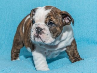 Обои фон, собака, щенок, малыш, английский бульдог, background, dog, puppy, baby, english bulldog разрешение 2048x1413 Загрузить