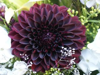 Обои цветы, букет, георгин, бордовый, флоксы, гипсофила, flowers, bouquet, dahlia, burgundy, phlox, gypsophila разрешение 3840x2160 Загрузить