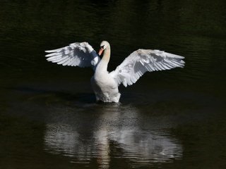 Обои вода, крылья, птица, клюв, перья, лебедь, water, wings, bird, beak, feathers, swan разрешение 3401x2669 Загрузить