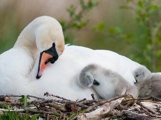 Обои птицы, лебедь, птенцы, гнездо, белый лебедь, лебедь-шипун, birds, swan, chicks, socket, white swan разрешение 3840x2160 Загрузить