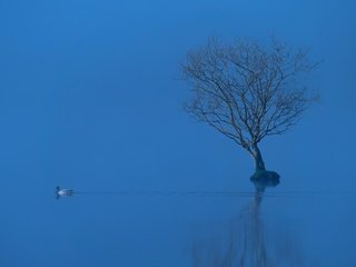 Обои озеро, дерево, отражение, туман, птица, утка, lake, tree, reflection, fog, bird, duck разрешение 2048x1144 Загрузить