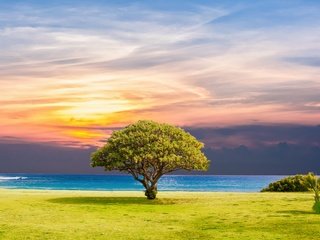 Обои природа, дерево, закат, пейзаж, море, горизонт,     дерево, nature, tree, sunset, landscape, sea, horizon разрешение 5232x3744 Загрузить