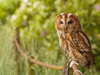 Обои сова, птица, животное, неясыть,   сова, серая неясыть, owl, bird, animal, gray owl разрешение 1920x1280 Загрузить