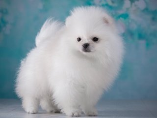 Обои мордочка, взгляд, пушистый, белый, собака, щенок, шпиц, muzzle, look, fluffy, white, dog, puppy, spitz разрешение 3600x2276 Загрузить