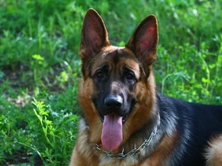 Обои собака, друг, язык, немецкая овчарка, dog, each, language, german shepherd разрешение 1920x1280 Загрузить