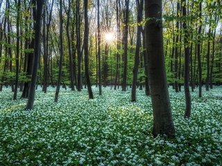 Обои свет, деревья, солнце, лес, лучи, парк, стволы, весна, light, trees, the sun, forest, rays, park, trunks, spring разрешение 2048x1280 Загрузить