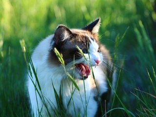 Обои трава, кот, кошка, взгляд, колоски, зубы, язык, оскал, grass, cat, look, spikelets, teeth, language, grin разрешение 1920x1280 Загрузить