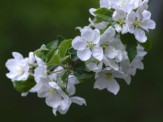 Обои цветы, ветка, природа, цветение, весна, груша, flowers, branch, nature, flowering, spring, pear разрешение 2048x1365 Загрузить