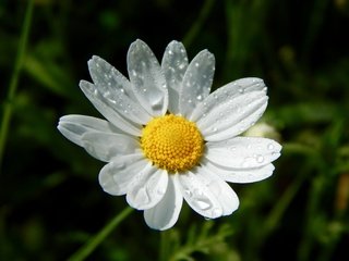 Обои вода, цветок, капли, лепестки, ромашка, белый цветок, water, flower, drops, petals, daisy, white flower разрешение 4608x3456 Загрузить