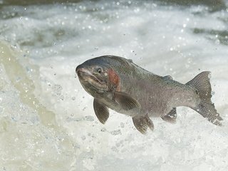 Обои вода, река, прыжок, рыба, каскад, лосось, нерест, water, river, jump, fish, cascade, salmon разрешение 2047x1189 Загрузить