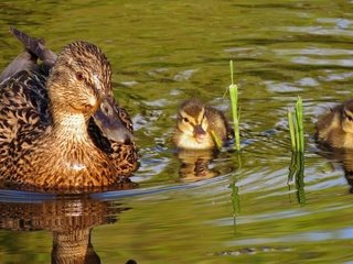 Обои вода, природа, птицы, пруд, утята, утки, утка, water, nature, birds, pond, ducklings, duck разрешение 2048x1237 Загрузить