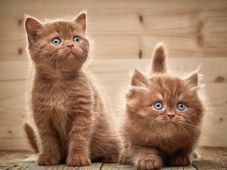 Обои взгляд, котята, двое, look, kittens, two разрешение 3872x3195 Загрузить