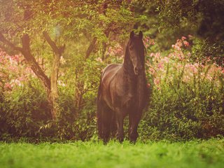 Обои лошадь, природа, конь, грива, фриз, вороной, фризская лошадь, horse, nature, mane, frieze, crow, friesian horse разрешение 1920x1200 Загрузить