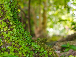 Обои природа, листья, макро, фон, растение, боке, nature, leaves, macro, background, plant, bokeh разрешение 2880x1800 Загрузить