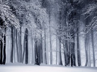 Обои деревья, снег, природа, лес, зима, стволы, чёрно-белое, trees, snow, nature, forest, winter, trunks, black and white разрешение 1920x1200 Загрузить