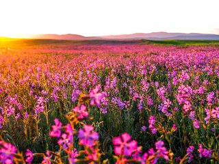 Обои цветы, природа, утро, поле, горизонт, рассвет, flowers, nature, morning, field, horizon, dawn разрешение 1920x1080 Загрузить