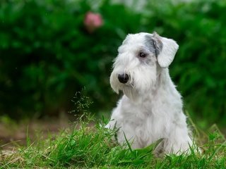 Обои трава, мордочка, взгляд, собака, щенок, силихем-терьер, grass, muzzle, look, dog, puppy, the sealyham terrier разрешение 2880x1800 Загрузить