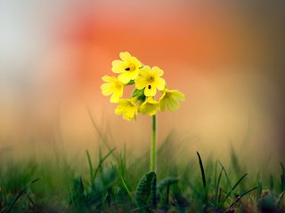 Обои трава, природа, фон, цветок, боке, grass, nature, background, flower, bokeh разрешение 1920x1080 Загрузить