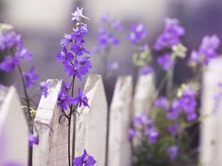 Обои цветы, макро, забор, фиолетовые, дельфиниум, flowers, macro, the fence, purple, delphinium разрешение 1920x1200 Загрузить