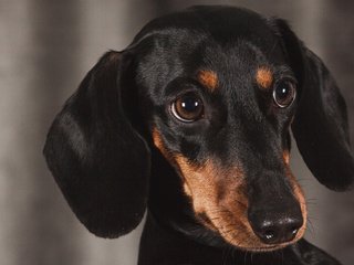 Обои глаза, взгляд, собака, щенок, такса, eyes, look, dog, puppy, dachshund разрешение 3840x2400 Загрузить