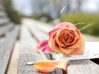 Обои цветок, роза, лепестки, скамейка, письмо, flower, rose, petals, bench, letter разрешение 1920x1200 Загрузить