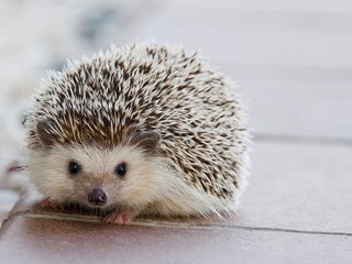 Обои глаза, взгляд, ежик, еж, eyes, look, hedgehog разрешение 2880x1800 Загрузить