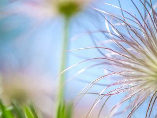 Обои природа, макро, цветок, боке, nature, macro, flower, bokeh разрешение 4896x2760 Загрузить