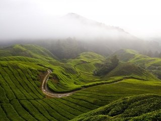 Обои трава, горы, холмы, природа, туман, малайзия, камерон-хайлендс, grass, mountains, hills, nature, fog, malaysia, cameron highlands разрешение 1920x1200 Загрузить