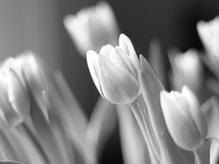 Обои свет, цветы, чёрно-белое, тюльпаны, флора, light, flowers, black and white, tulips, flora разрешение 6000x4000 Загрузить