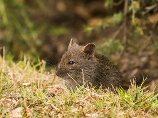 Обои трава, природа, мышь, животное, мышка, grass, nature, mouse, animal разрешение 2364x1576 Загрузить