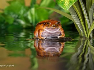 Обои вода, отражение, лягушка, пруд, жаба, water, reflection, frog, pond, toad разрешение 5464x3648 Загрузить