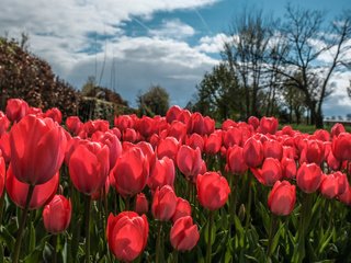 Обои небо, цветы, облака, деревья, весна, тюльпаны, тюльпаныl, the sky, flowers, clouds, trees, spring, tulips разрешение 6000x3376 Загрузить