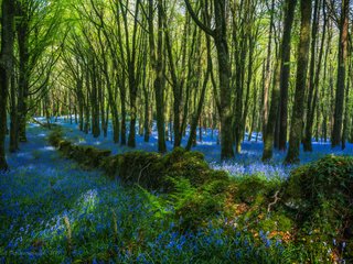 Обои цветы, деревья, лес, стволы, голубые, flowers, trees, forest, trunks, blue разрешение 5959x3916 Загрузить