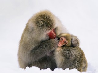 Обои семья, макаки, обезьяны, японский макак, family, macaques, monkey, japanese macaques разрешение 1920x1080 Загрузить