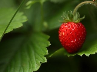 Обои трава, природа, лес, листья, макро, лето, ягода, земляника, grass, nature, forest, leaves, macro, summer, berry, strawberries разрешение 1920x1200 Загрузить