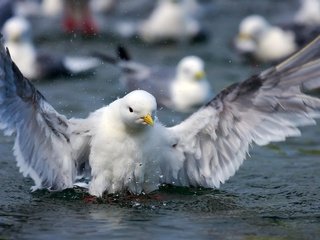 Обои вода, крылья, брызги, чайка, птица, клюв, перья, water, wings, squirt, seagull, bird, beak, feathers разрешение 2560x1665 Загрузить