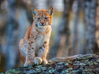 Обои морда, рысь, взгляд, хищник, дикая кошка, face, lynx, look, predator, wild cat разрешение 5760x3240 Загрузить