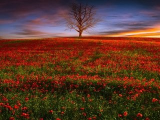 Обои цветы, вечер, природа, дерево, закат, поле, красные, маки, flowers, the evening, nature, tree, sunset, field, red, maki разрешение 2048x1152 Загрузить