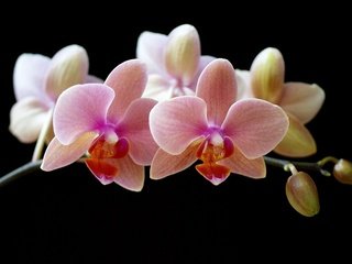 Обои цветы, лепестки, черный фон, орхидея, flowers, petals, black background, orchid разрешение 1920x1200 Загрузить