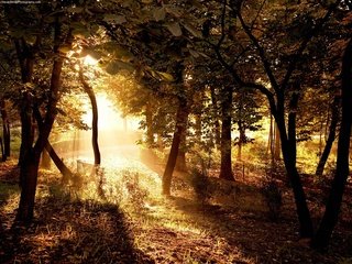 Обои деревья, солнце, лес, лучи, дорожка, солнечный свет, trees, the sun, forest, rays, track, sunlight разрешение 1920x1200 Загрузить