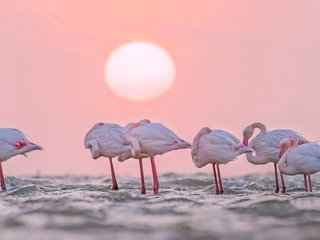 Обои вода, солнце, фламинго, африка, птицы, намибия, water, the sun, flamingo, africa, birds, namibia разрешение 1920x1200 Загрузить