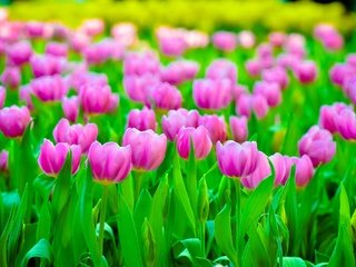 Обои цветы, поле, лепестки, размытость, тюльпаны, розовые, flowers, field, petals, blur, tulips, pink разрешение 2048x1356 Загрузить
