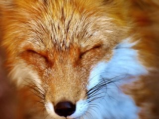 Обои мордочка, сон, лиса, лисица, закрытые глаза, muzzle, sleep, fox, closed eyes разрешение 1920x1280 Загрузить