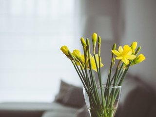 Обои цветы, букет, ваза, нарциссы, желтые, flowers, bouquet, vase, daffodils, yellow разрешение 4608x3456 Загрузить