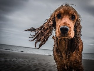 Обои грусть, взгляд, собака, мокрая, кокер-спаниель, sadness, look, dog, wet, cocker spaniel разрешение 4135x2757 Загрузить
